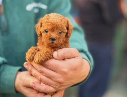 Toy Poodle - 5901