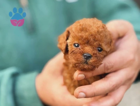 Show Kalite Kore Toy Poodle