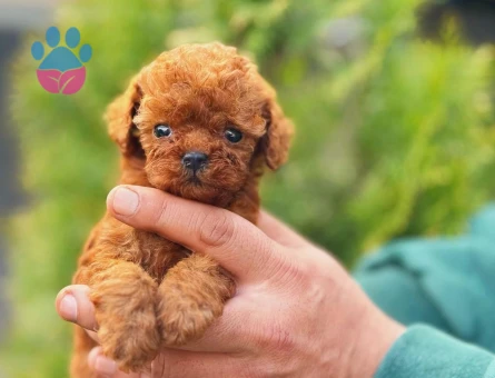 Show Kalite Kore Toy Poodle