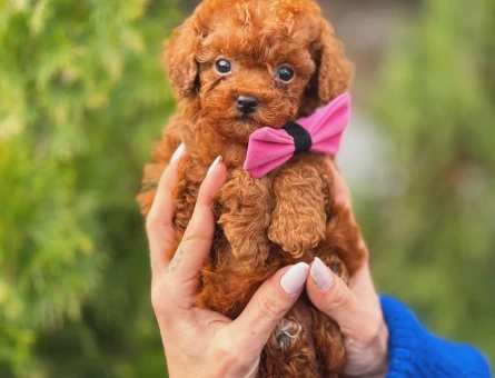 Toy Poodle - 5902