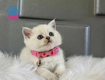Beyaz British Shorthair Dişi 2 Aylık