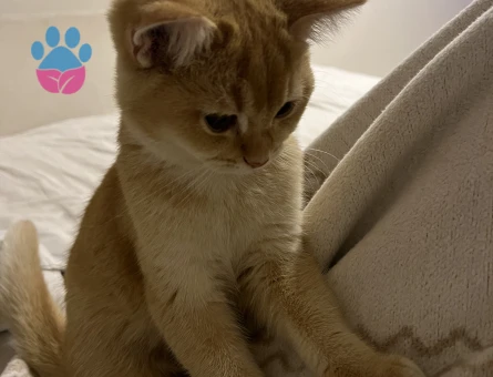 Golden British shorthair 1 Yaşında Yuva Arıyorum