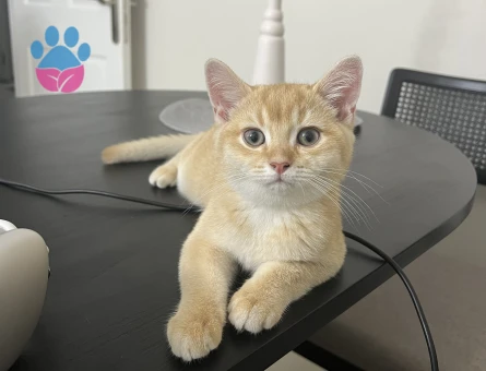 Golden British shorthair 1 Yaşında Yuva Arıyorum