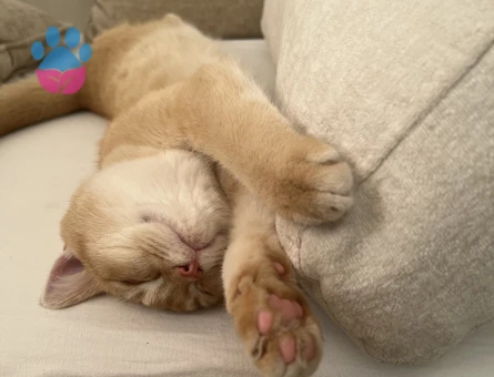 Golden British shorthair 1 Yaşında Yuva Arıyorum