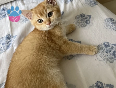 Golden British shorthair 1 Yaşında Yuva Arıyorum