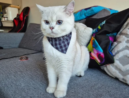 15 Aylık British Shorthair Erkek Kedi – “Efe” 🐾