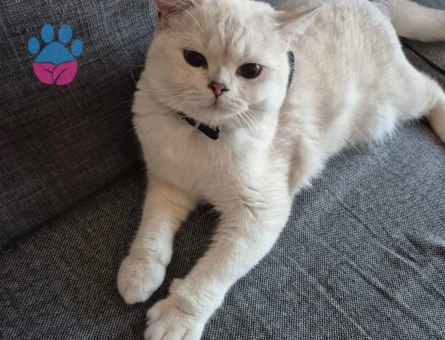 15 Aylık British Shorthair Erkek Kedi – “Efe” 🐾