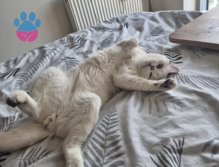 15 Aylık British Shorthair Erkek Kedi – “Efe” 🐾