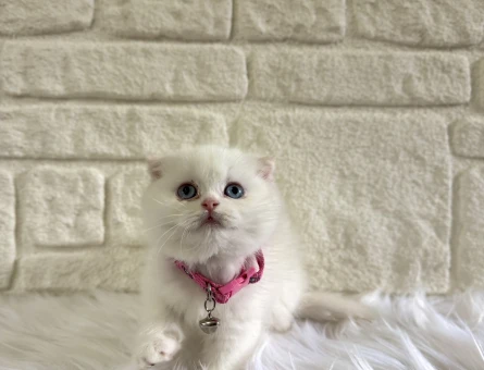 Scottish Fold Beyaz Dişi Baby Face 2 Aylık