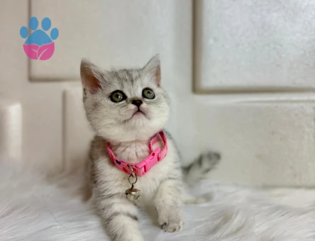 British Shorthair Silver Point Minnoş Yuva Arıyor