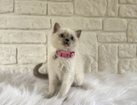 Mavi Gözlü Zarafet: 2 Aylık British Shorthair Bluepoint