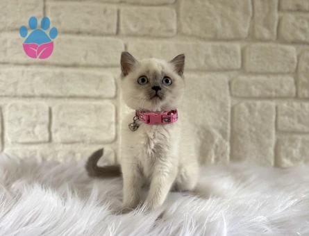 Mavi Gözlü Zarafet: 2 Aylık British Shorthair Bluepoint