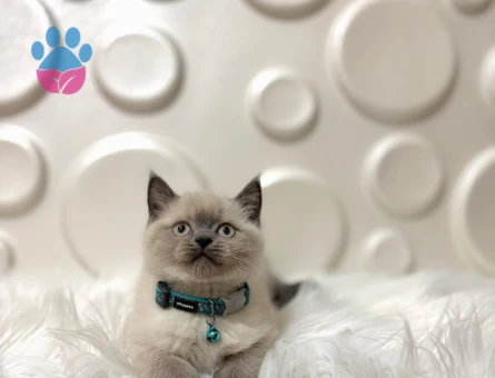 British Shorthair Ayıcık Surat Sevimli Yavrumuz