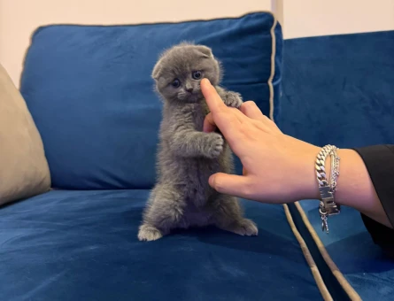 Minik scottish yavrumuza yuva ariyoruz