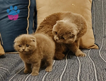 Minik scottish yavrumuza yuva ariyoruz