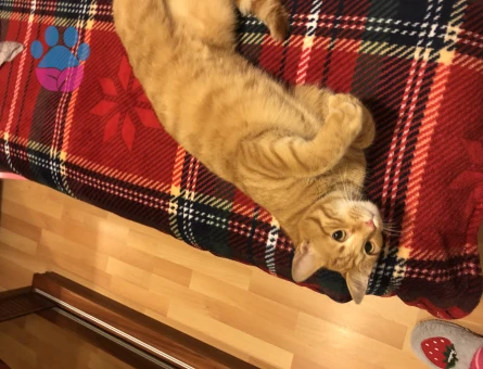 Sarman 1 Yaşında Erkek