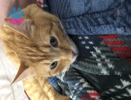 Sarman 1 Yaşında Erkek