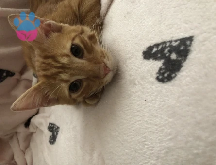 Sarman 1 Yaşında Erkek