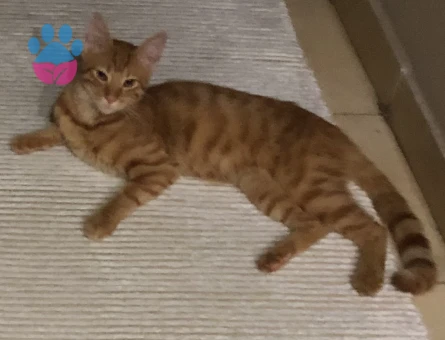 Sarman 1 Yaşında Erkek