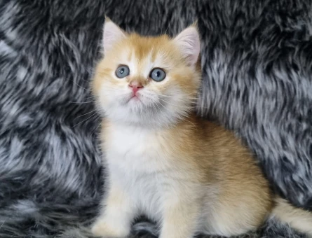 British Shorthair 2 Aylık Dişi ve Erkek