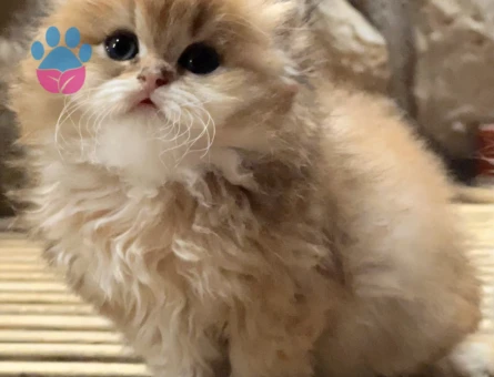 Saf Kan Golden British Longhar Yavrular(Wcf kayıtlı)