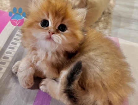 Saf Kan Golden British Longhar Yavrular(Wcf kayıtlı)