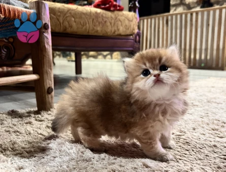 Saf Kan Golden British Longhar Yavrular(Wcf kayıtlı)