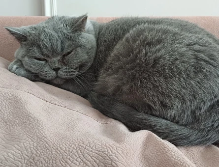 Hera sahibini ariyor