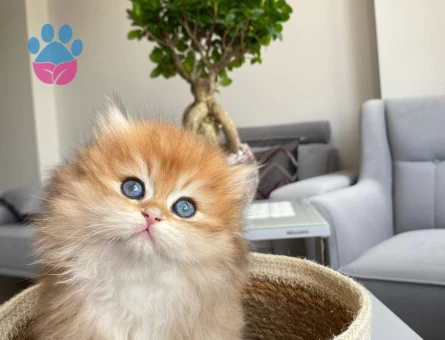 British Longhair Golden Erkek 2 Aylık