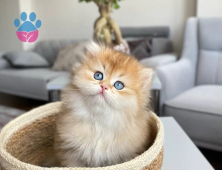 British Longhair Golden Erkek 2 Aylık