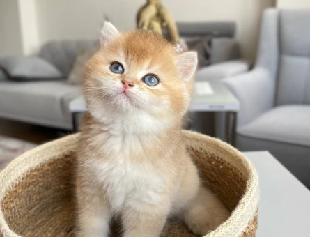 British Shorthair Golden Erkek 2 Aylık Koca Kafa