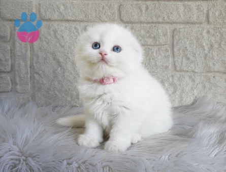 Beyaz Mavi Gözlü Scottish Fold Dişi