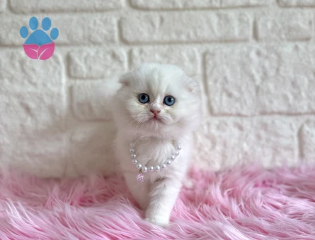 Beyaz Scottish Fold Mavi Gözlü Dişi