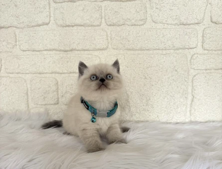 Bluepoint British Shorthair Erkek Topaç Kafa