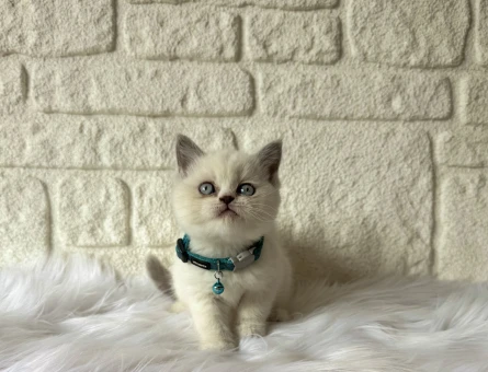 British Shorthair 2 Aylık Erkek Blue Point Yavrumuz