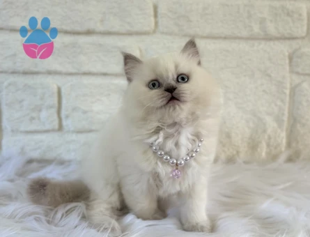 2 Aylık Dişi British Longhair Yavrumuz