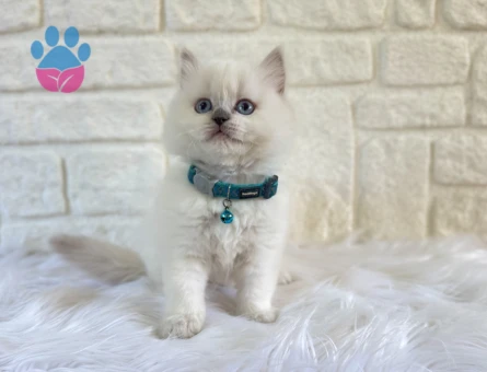 British Longhair Erkek 2 Aylık Blue point
