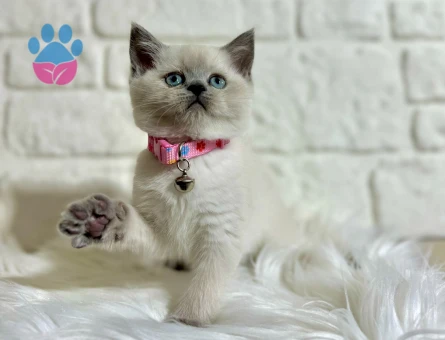 Blue Point British Shorthair Dişi Yavrumuz