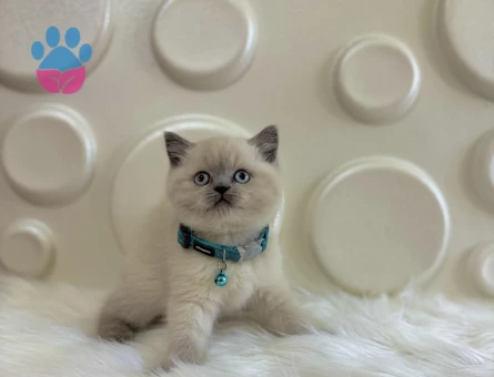Blue point British Shorthair Kedim 2 Aylık