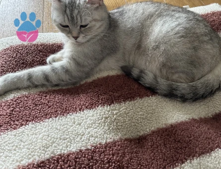 Schottish fold straight ücretsiz sahiplendirme