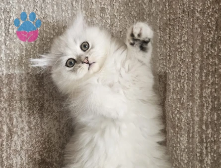 Muhteşem güzellikte ırk ve sağlık garantili yavrular..