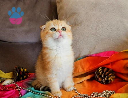 Muhteşem güzellikte ırk ve sağlık garantili yavrular..