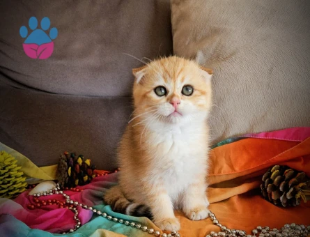 Muhteşem güzellikte ırk ve sağlık garantili yavrular..