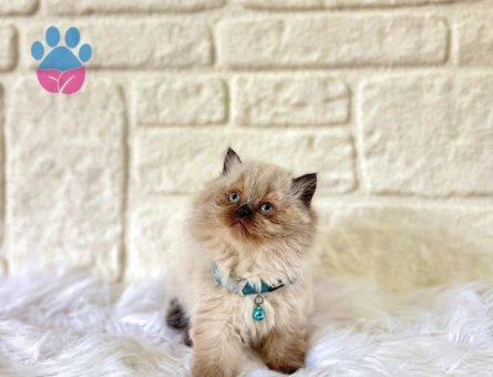 British Longhair Çikolata Point Erkek