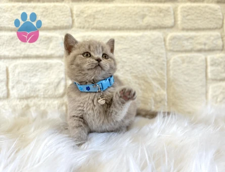 British Shorthair Lilac Erkek 2 Aylık