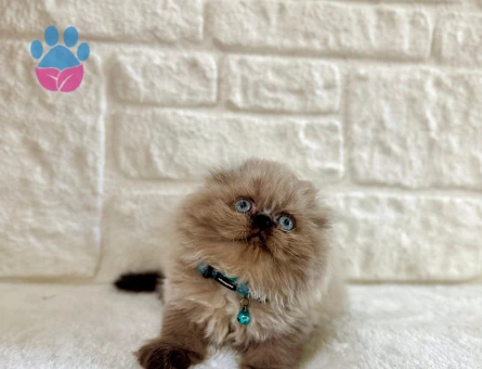 Scottish Fold Topaç Kafa Çikolata Point