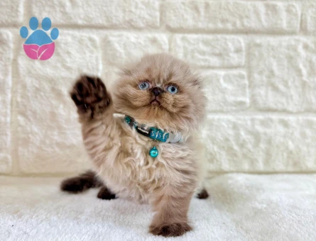 Scottish Fold Topaç Kafa Çikolata Point