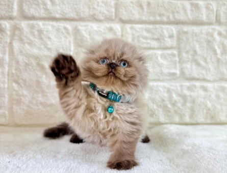 Scottish Fold Topaç Kafa Çikolata Point