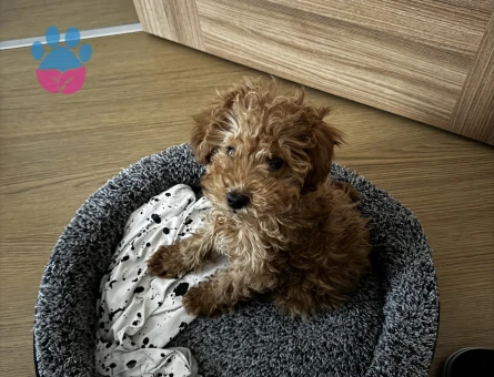 3 aylık erkek poodle