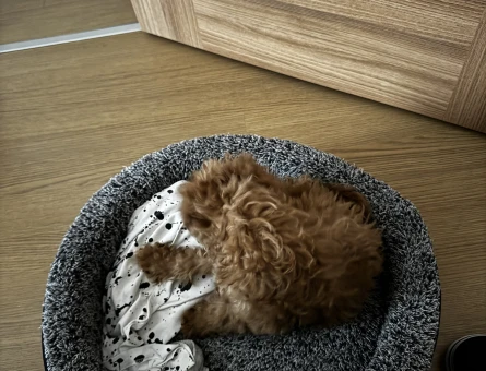 3 aylık erkek poodle - 4369